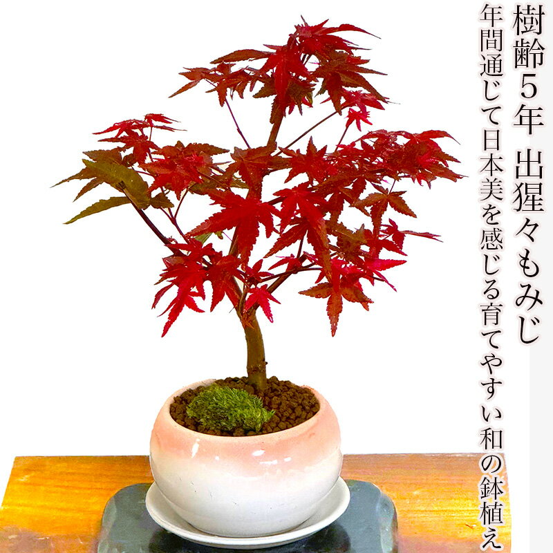 楽天市場】紅葉 鉢の通販 楽天市場】紅葉 鉢の通販