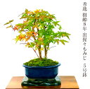 盆栽 もみじ 趣味 人気 無料 3冠1位受賞 記念樹 鉢植え シンボルツリー 日本庭園 苔リウム盆栽 もみじ 室内 初心者 おしゃれ 花 誕生日 引っ越し 還暦...