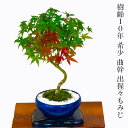 盆栽 もみじ 希少 レア 樹齢10年 曲幹 出猩々もみじ 選べる3種鉢 Wプレゼント特典高級四日市鉢 高品質苔世界 苔リウム【盆栽 もみじ 紅葉 送料無料 誕生...