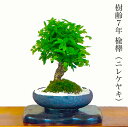 盆栽 楡欅 ニレケヤキ ミニ盆栽 樹齢7年 丸笠樹形 太幹楡欅 ミニ盆栽 欅盆栽 丸笠樹形 仕立て盆栽 誕生日 父の日 送料無料 ぼんさい ギフト 観葉植物