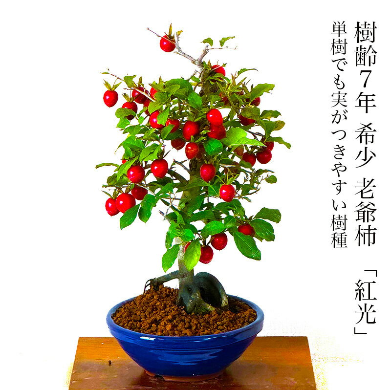 盆栽 柿 老爺柿 紅光 ローヤ柿 お家で鑑賞 誕生日 盆栽 ギフト ラッピング無料 リボン無料 挿し木【盆..