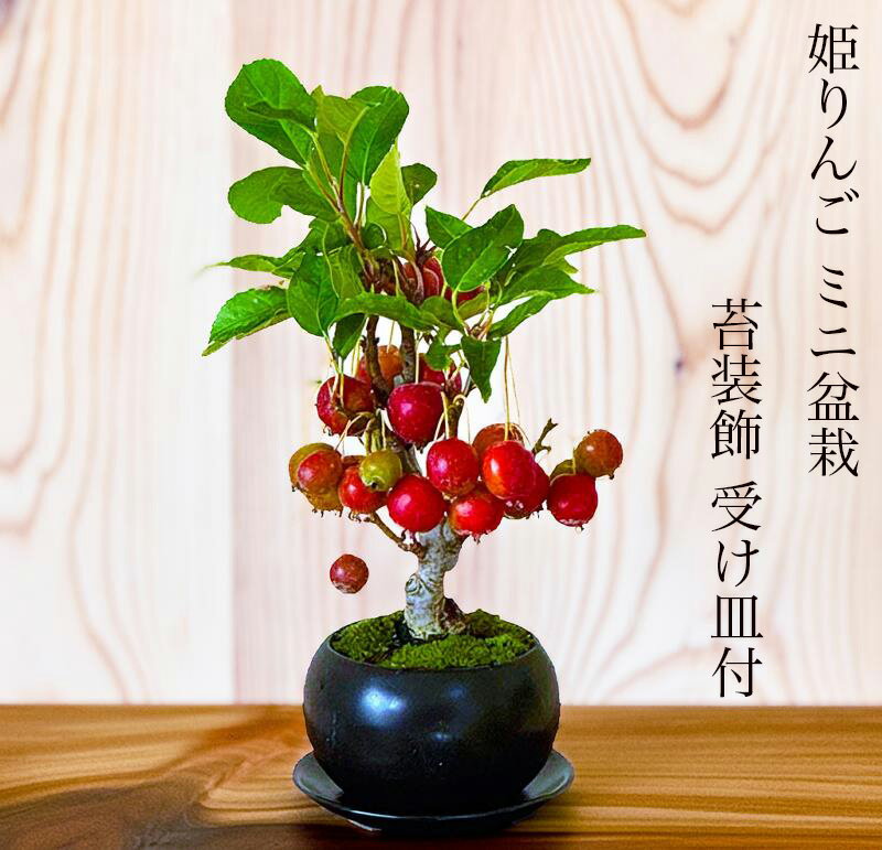 盆栽 姫りんご 鉢植え 実付き 実物盆栽 樹齢5年 太幹 縁起物 出産祝い盆栽 ミニ 初心者 室内 おしゃれ インテリア 敬老の日 誕生日 還暦 フラワーギフト プレゼント 観葉植物 送料無料 あす楽