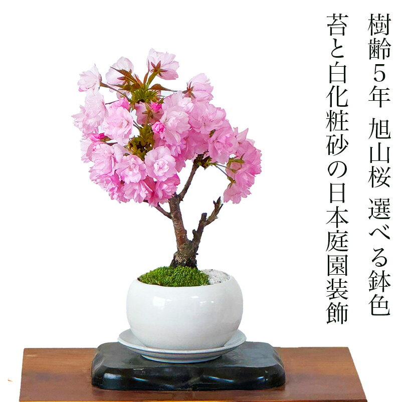 盆栽 桜 八重桜 鉢植え 白鉢 樹齢5年 八重咲...の商品画像
