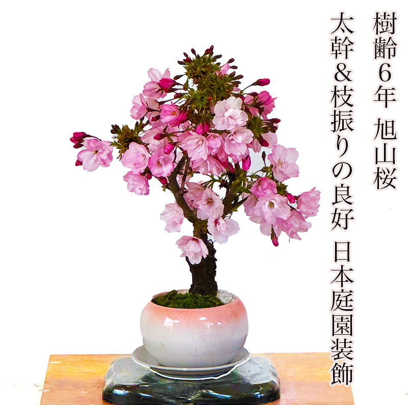 盆栽 桜 旭山桜 鉢植え 楽天1位 樹齢6年 桜の魅力を鉢に凝縮 ギフト 無料 太幹 八重桜 趣味盆栽 桜 ミニ 初心者 還暦 ギフト バレンタイン 父 母 プレゼント 開店祝い 初心者 室内 観葉植物のサムネイル