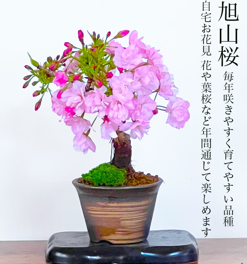 盆栽 桜 鉢植え 桜の魅力を鉢に凝縮 萬古焼エビネ鉢3,5号 ギフト 無料趣味 人気 盆栽 桜 ミニ 室内 初心者 趣味 自宅で花見 ギフト 誕生日 フラワーギフト バレンタイン ギフト ホワイトデー