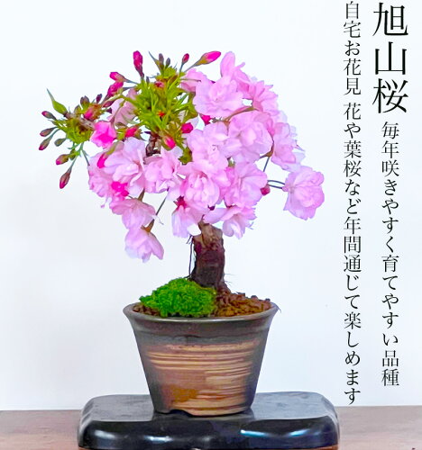 開花が始まりました 大人気 旭山桜 楽天1位の実績 自宅で優雅に毎年お...