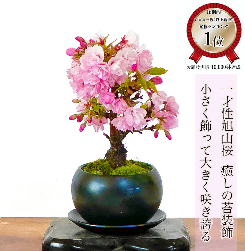 楽天市場】縁起物 ミニ盆栽の通販 楽天市場】縁起物 ミニ盆栽の通販