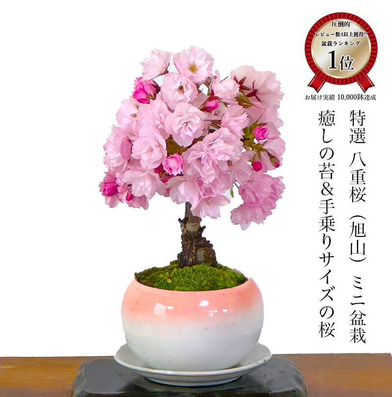 楽天市場】八重桜 鉢植えの通販 楽天市場】八重桜 鉢植えの通販