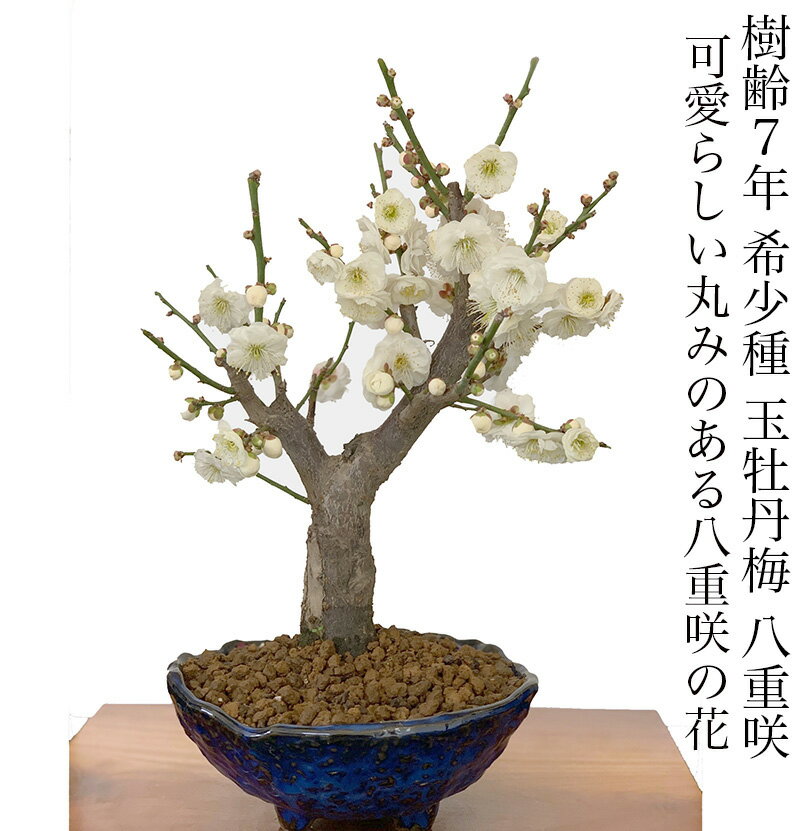 盆栽 梅 白梅 八重咲 玉牡丹 80個以上の花芽付 中大輪花 白梅 樹齢7年 極太幹 梅盆栽 八重梅盆栽 盆栽 ..