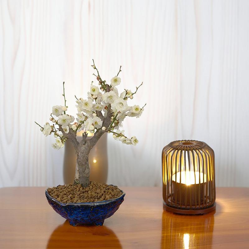 盆栽 梅 白梅 一級品 玉牡丹 60前後の花芽付 八重咲 中大輪花 樹齢5年 太幹 八重梅盆栽 梅 趣味 人気 ..