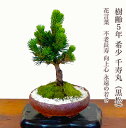 盆栽 松 黒松 希少 千寿丸 お家で盆栽 ミニ 室内 おしゃれ 植物 初心者 誕生日 プレゼント 父親 癒し 植物 観葉 和インテリア盆栽 松 モダン盆栽 盆栽...