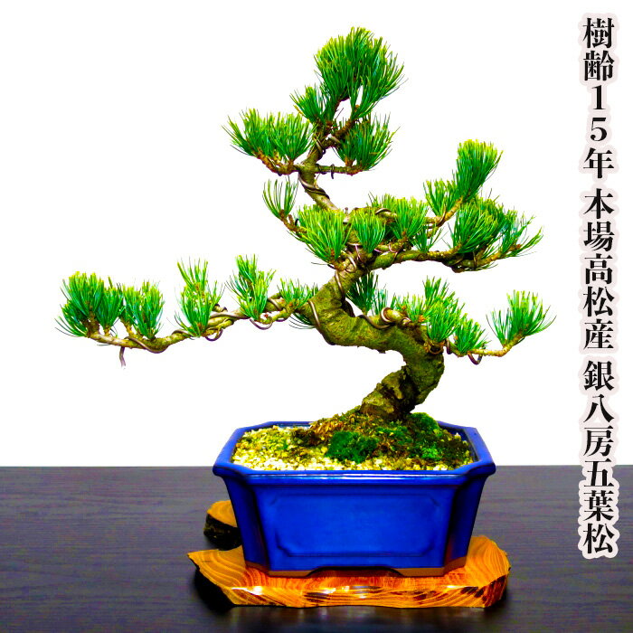楽天市場】盆栽鉢 植木鉢 「瀬戸焼文山窯泥鉢4点セット」 泥鉢 楽天市場】盆栽鉢 植木鉢 「瀬戸焼文山窯泥鉢4点セット」 泥鉢