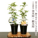 金木犀 銀木犀 鉢植え 花 ギフト キンモクセイ ギンモクセイ すぐに飾れる安定樹 高級手作り盆栽鉢 4号【盆栽 花 ギフト プレゼント シンボルツリー 誕生日...