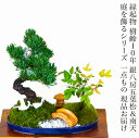 盆栽 松 南天 飾る庭 日本庭園 ギフト 和植物 お家で鑑賞 ミニ盆栽 趣味 縁起物 開店祝 誕生日祝盆栽 松 室内 初心者 お祝い 還暦 敬老の日 父の日 プ...