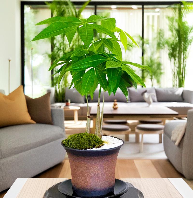 パキラ 鉢植え 縁起の良い植物 ミニ観葉 室内育成 観葉植物 初心者安心おしゃれ観葉 室内 初心者 癒し 送料無料 お祝い プレゼント 敬老の日 ギフト インテリア