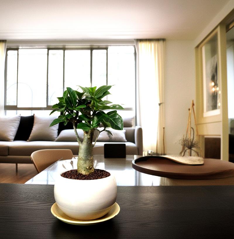 アデニウム コーデックス 多肉植物 