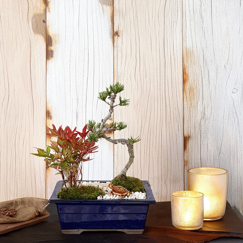 盆栽 南天 松 門松 長寿祈願 健康祈願 寄せ植え【盆栽 松 南天 ミニ 室内 テーブル門松 初心者 盆栽 ギ..