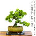 盆栽 松 高級 一点物 現品お届け 希少 樹齢20年 高級 吾妻五葉松【大巓性】ダイテンショウ 接ぎ木/葉性抜群/模様木/小品盆栽 育て方説明書付盆栽 松 趣味 人気 誕生日 ギフト 室内 お祝い 癒し 風水植物 インテリアグリーン 趣味 植物 ギフト