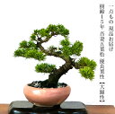 盆栽 松 一生もの 特価 高級 一点物 現品お届け 希少 樹齢15年 実生 吾妻五葉松【大巓性】ダイテンショウ 接ぎ木/葉性抜群/模様木/小品盆栽 育て方説明書付盆栽 松 趣味 人気 誕生日 ギフト 室内 お祝い 癒し 盆栽 ミニ 風水植物 インテリアグリーン 趣味 植物 ギフト