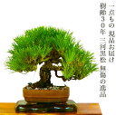 三河黒松 高級盆栽 松 樹齢30年 一点もの 現品お届け 一生もの 展示用盆栽盆栽 ミニ 室内 おしゃれ 植物 初心者 誕生日 プレゼント 父親 癒し 植物 観...
