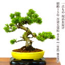 盆栽 松 一点物 現品お届け 高級 希少 一切経 樹齢15年 吾妻五葉松 小品盆栽 初心者の方でも安心育て方説明書付盆栽 松 趣味 人気 誕生日 ギフト 室内 ...