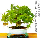 盆栽 山もみじ 一生もの 特価 現品お届け 一点もの 高級盆栽 樹齢30年 太幹 展示用 もみじ 高級盆栽 常滑焼