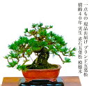 盆栽 松 希少 高級 一点物 現品お届け 樹齢40年 実生 赤石五葉松 一生もの 特価 葉性抜群 模様木 小品盆栽 育て方説明書付盆栽 松 趣味 人気 誕生日 ...