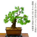 盆栽 松 希少 樹齢35年 実生 赤石五葉松 一生もの 特価 高級 一点物 現品お届け 葉性抜群 模様木 小品盆栽 育て方説明書付盆栽 松 趣味 人気 誕生日 ...