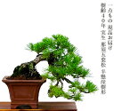 盆栽 松 一点物 現品お届け 希少 樹齢40年 実生 那須五葉松 半懸崖 一生もの 特価 高級 葉性抜群 模様木 小品盆栽 育て方説明書付盆栽 松 趣味 人気 誕生日 ギフト 室内 お祝い 癒し 盆栽 ミニ 風水植物 インテリアグリーン 趣味 植物 ギフト