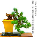 盆栽 松 希少 樹齢15年 吾妻五葉松 宝来 半懸崖 接木 一生もの 特価 高級 一点物 現品お届け 葉性抜群 模様木 小品盆栽 育て方説明書付盆栽 松 趣味 ...