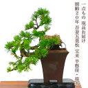 盆栽 松 希少 樹齢20年 吾妻五葉松 宝来 半懸崖 接木 一生もの 特価 高級 一点物 現品お届け 葉性抜群 模様木 小品盆栽 育て方説明書付盆栽 松 趣味 ...
