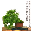 盆栽 松 希少 樹齢30年 実生 吾妻五葉松 懸崖 一生もの 特価 高級 一点物 現品お届け 葉性抜群 模様木 小品盆栽 育て方説明書付盆栽 松 趣味 人気 誕...
