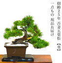 盆栽 松 希少 樹齢25年 吾妻五葉松 葵 葉性抜群 模様木 小品盆栽 一生もの 特価 高級 一点物 現品お届け 葉性抜群 模様木 小品盆栽 育て方説明書付盆栽...