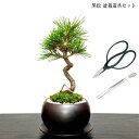 盆栽 黒松 道具 セット 樹形美 樹齢5年 捻転幹 Wプレゼント特典【高松ブランド松 盆栽 鉢】【盆栽 ミニ 誕生日 送料無料 還暦 初心者 フラワーギフト 癒...