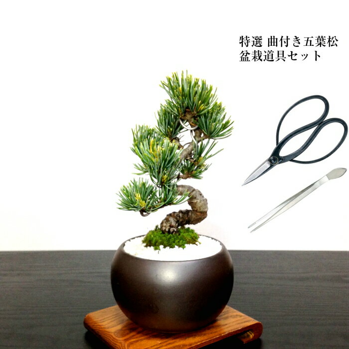 盆栽 特選：三河黒松*　現品 くろまつ　クロマツ　Kuromatsu bonsai 小品盆栽