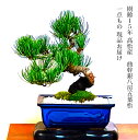 盆栽 松 一点物 現品 樹齢15年 本場高松 五葉松 初心者の方でも安心育て方説明書付盆栽 松 趣味 人気 誕生日 ギフト 室内 お祝い 癒し 盆栽 ミニ フラワープレゼント 風水植物 インテリアグリーン 趣味 植物 ギフト