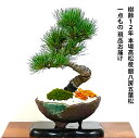 盆栽 松 一点物 現品 樹齢12年 本場高松 五葉松 初心者の方でも安心育て方説明書付盆栽 松 趣味 人気 誕生日 ギフト 室内 お祝い 癒し 盆栽 ミニ フラワープレゼント 風水植物 インテリアグリーン 趣味 植物 ギフト