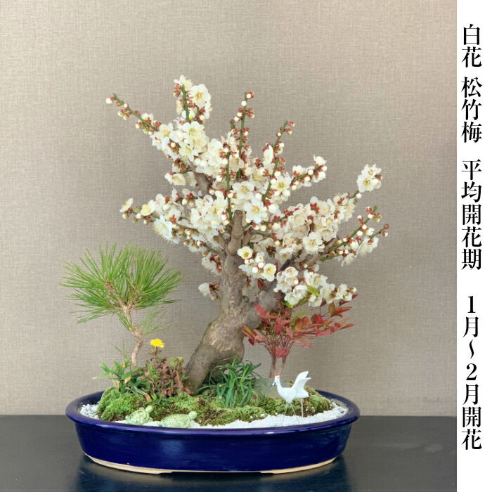 盆栽 梅 紅冬至 豪華 特選 松竹梅寄せ植え 現品一点物 縁起づくしの創作日本庭園 Wプレゼント特典 幸福招来 黒松 南天 菊 玉竜 鶴 稚児笹 盆栽 盆栽梅 正月飾り 植物 盆栽 ギフト 門松