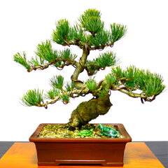 https://thumbnail.image.rakuten.co.jp/@0_mall/hanagokoro-bonsai/cabinet/shohin03/hb00110-07-aa.jpg