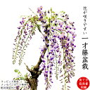 盆栽 藤 特選 15個ほどの蕾 樹齢5年 野田藤 一才藤 盆栽鉢 5号鉢【盆栽 藤 趣味 人気 ギフト 送料無料 即日出荷 フラワーギフト 観葉食物 誕生日 ギ...