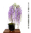 盆栽：出猩々もみじ寄せ*紅葉　bonsai