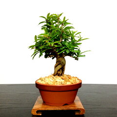 https://thumbnail.image.rakuten.co.jp/@0_mall/hanagokoro-bonsai/cabinet/shohin03/hb00132-07-aa.jpg