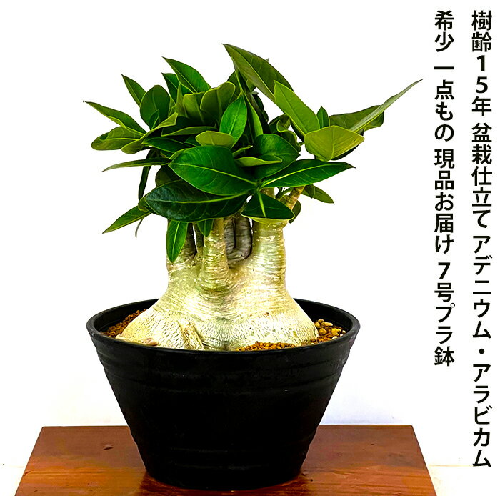 多肉植物 コーデックス 一点もの 現品 樹齢15年 塊根植物 日時指定可 アデニウム 砂漠のバラ ミニ観葉 育て方指南書同梱《幸運招来》癒し与える塊根観葉 【盆栽 ミニ 誕生日 プレゼント 癒し観葉植物 引っ越し お祝い 送料無料 多肉植物 サボテン 男前インテリア】