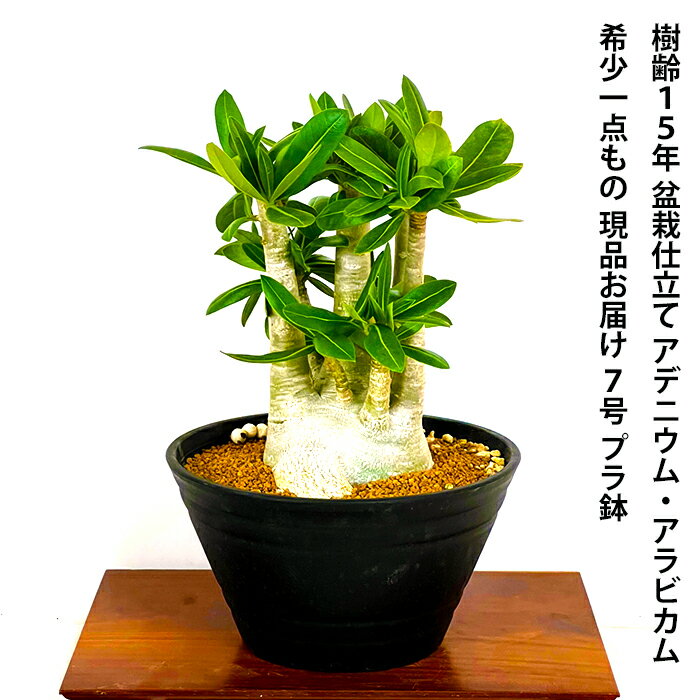 多肉植物 コーデックス 一点もの 現品 樹齢15年 塊根植物 日時指定可 アデニウム 砂漠のバラ ミニ観葉 育て方指南書同梱《幸運招来》癒し与える塊根観葉 【盆栽 ミニ 誕生日 プレゼント 癒し観葉植物 引っ越し お祝い 送料無料 多肉植物 サボテン 男前インテリア】