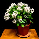 金のなる木 楽天1位受賞 花月 多肉植物 サボテン 桜花月 人気 ミニ観葉【盆栽 ミニ ミニ観葉 金運 植物 誕生日 プレゼント 癒し 風水 植物 引っ越し お...
