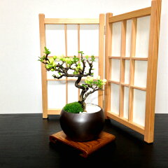 https://thumbnail.image.rakuten.co.jp/@0_mall/hanagokoro-bonsai/cabinet/shohin03/hb0014b-01-aa.jpg