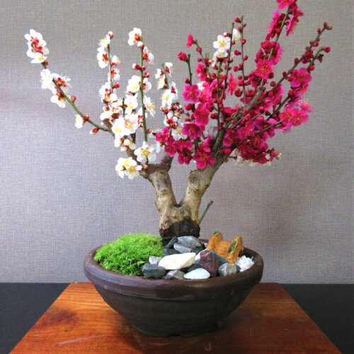 紅白梅 接木 希少 一級品 Sランク 梅盆栽 200個以上の花芽（蕾）八重...