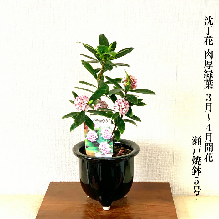 沈丁花 鉢植え 盆栽 人気 ギフト 即日出荷 樹齢5年 沈丁花 常緑緑葉【盆栽 母の日 父の日 沈丁花 盆栽 快気祝い 盆栽 ギフト フラワーギフト プレゼント 誕生日 還暦 喜寿 インテリア あす楽 送料無料】