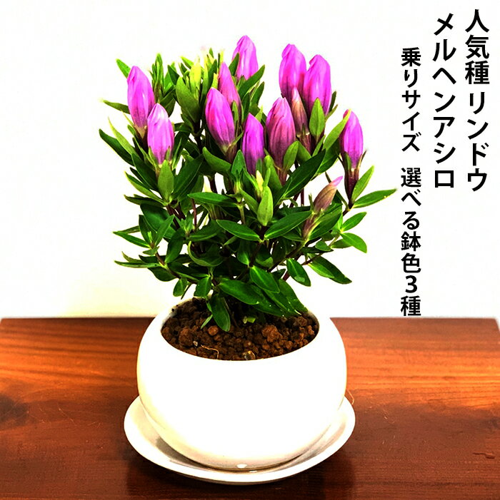 リンドウ ミニ盆栽 鉢植え 手乗りサイズ 竜胆 メルヘンアシロ盆栽 室内 贈り物 プレゼント りんど ...