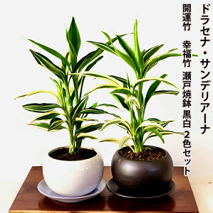 寝室風水 おすすめの観葉植物7選 寝ている間に運気がぐんぐん上がる風水 Gold Home 金の家 寝室風水 おすすめの観葉植物7選 寝ている間に運気がぐんぐん上がる風水 Gold Home 金の家